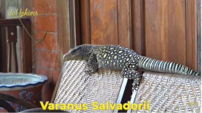 Aksi Berani Panji Petualang Gendong Biawak Terpanjang di Dunia, Bergidik Lihatnya!