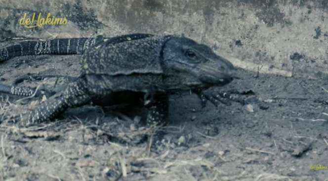 Aksi Berani Panji Petualang Gendong Biawak Terpanjang di Dunia, Bergidik Lihatnya!