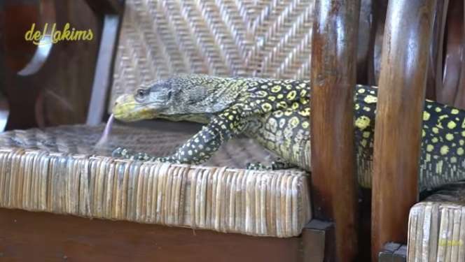 Aksi Berani Panji Petualang Gendong Biawak Terpanjang di Dunia, Bergidik Lihatnya!