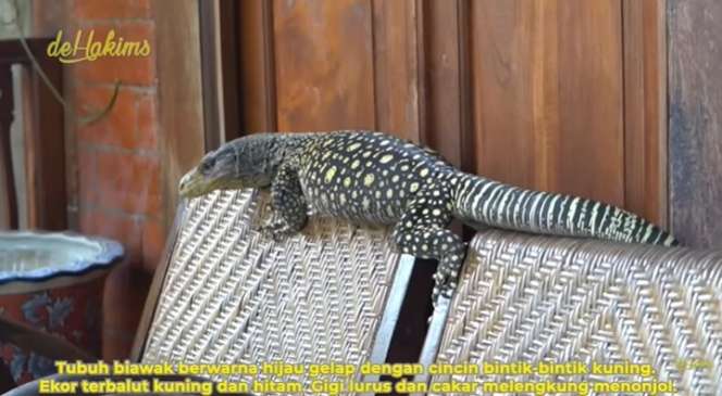 Aksi Berani Panji Petualang Gendong Biawak Terpanjang di Dunia, Bergidik Lihatnya!