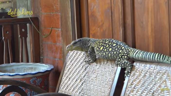 Aksi Berani Panji Petualang Gendong Biawak Terpanjang di Dunia, Bergidik Lihatnya!
