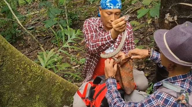 8 Foto Penampakan Ular Penghuni Gunung Merapi yang Ditemukan Heru Gundul, Ngeri Banget!