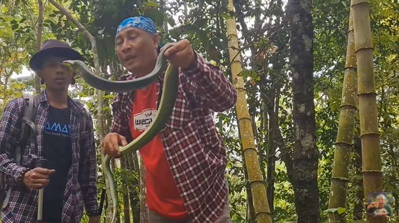 8 Foto Penampakan Ular Penghuni Gunung Merapi yang Ditemukan Heru Gundul, Ngeri Banget!