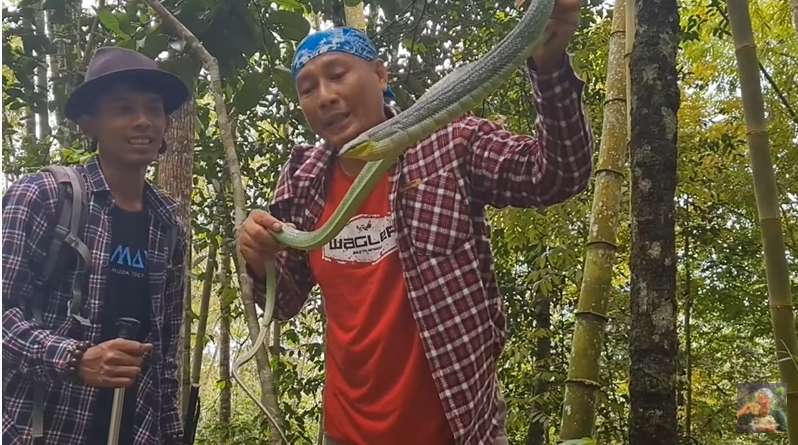 8 Foto Penampakan Ular Penghuni Gunung Merapi yang Ditemukan Heru Gundul, Ngeri Banget!