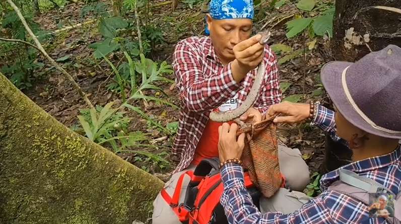 8 Foto Penampakan Ular Penghuni Gunung Merapi yang Ditemukan Heru Gundul, Ngeri Banget!