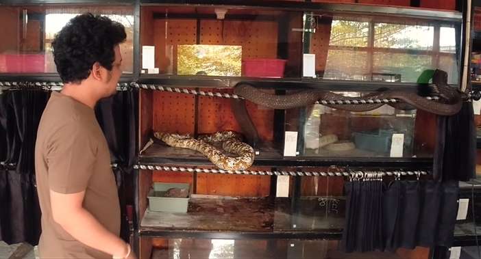 Langka! 7 Foto King Kobra Garaga Naksir Piton Sampai Jebol Kandang, Panji Petualang: ‘Allahuakbar’