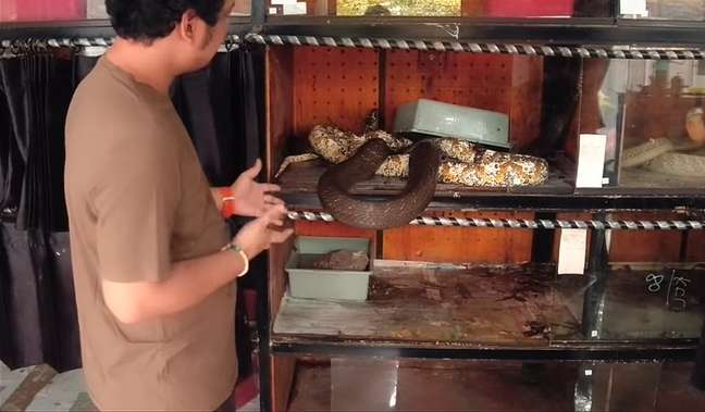 Langka! 7 Foto King Kobra Garaga Naksir Piton Sampai Jebol Kandang, Panji Petualang: ‘Allahuakbar’