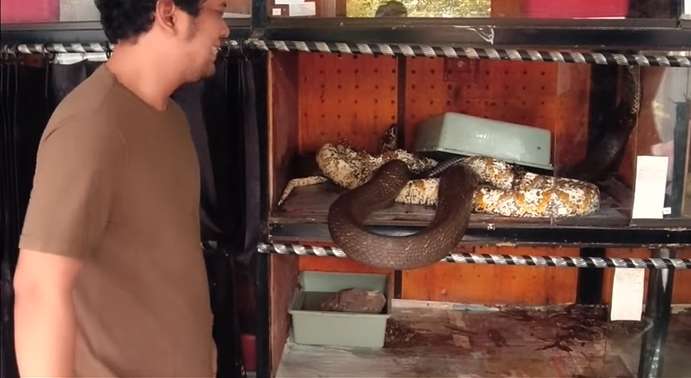 Langka! 7 Foto King Kobra Garaga Naksir Piton Sampai Jebol Kandang, Panji Petualang: ‘Allahuakbar’