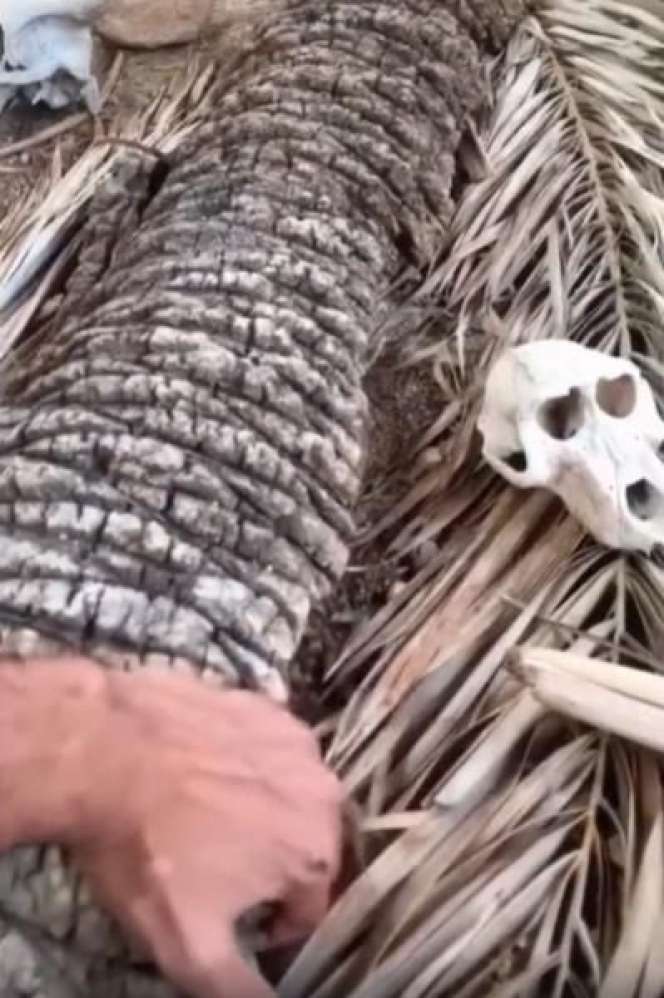 Penasaran Lihat Batang Pohon Kelapa Lapuk, Ternyata Isinya Bikin Merinding!