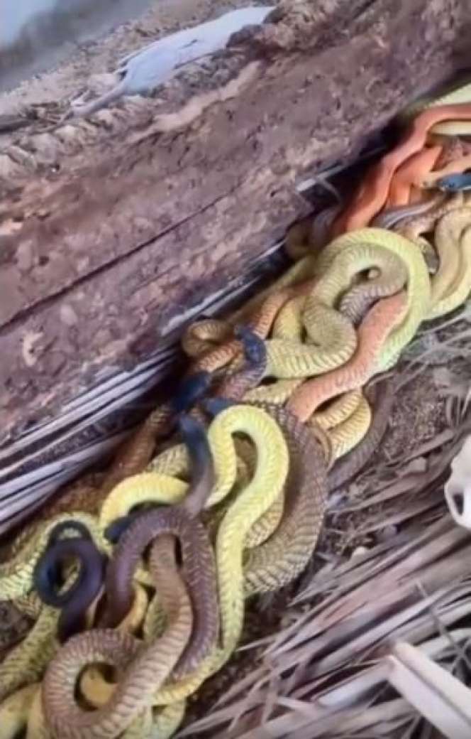 Penasaran Lihat Batang Pohon Kelapa Lapuk, Ternyata Isinya Bikin Merinding!