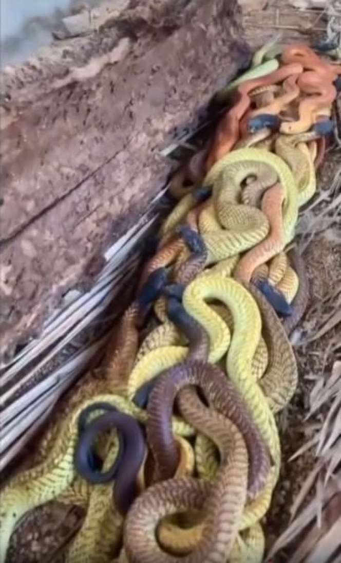 Penasaran Lihat Batang Pohon Kelapa Lapuk, Ternyata Isinya Bikin Merinding!