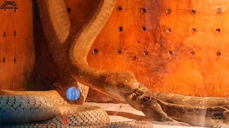 8 Potret King Kobra Goldi Milik Panji Petualang Santap Biawak 'Jumbo', Bikin Merinding!
