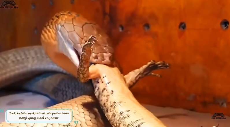 8 Potret King Kobra Goldi Milik Panji Petualang Santap Biawak 'Jumbo', Bikin Merinding!