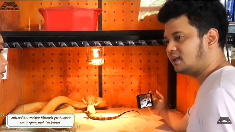 8 Potret King Kobra Goldi Milik Panji Petualang Santap Biawak 'Jumbo', Bikin Merinding!
