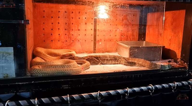 8 Potret King Kobra Goldi Milik Panji Petualang Santap Biawak 'Jumbo', Bikin Merinding!