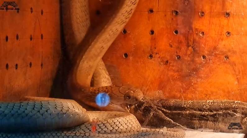 8 Potret King Kobra Goldi Milik Panji Petualang Santap Biawak 'Jumbo', Bikin Merinding!
