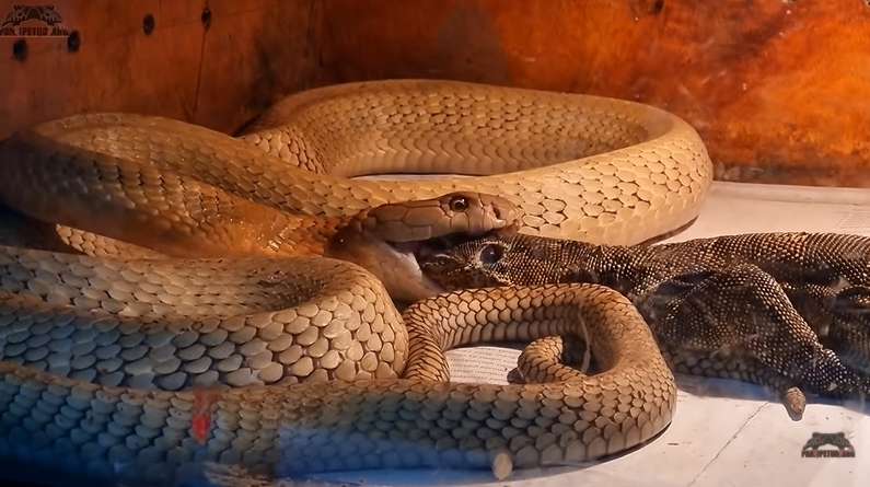 8 Potret King Kobra Goldi Milik Panji Petualang Santap Biawak 'Jumbo', Bikin Merinding!