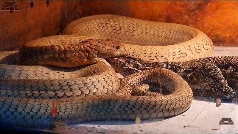 8 Potret King Kobra Goldi Milik Panji Petualang Santap Biawak 'Jumbo', Bikin Merinding!