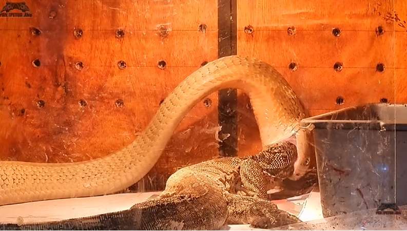8 Potret King Kobra Goldi Milik Panji Petualang Santap Biawak 'Jumbo', Bikin Merinding!