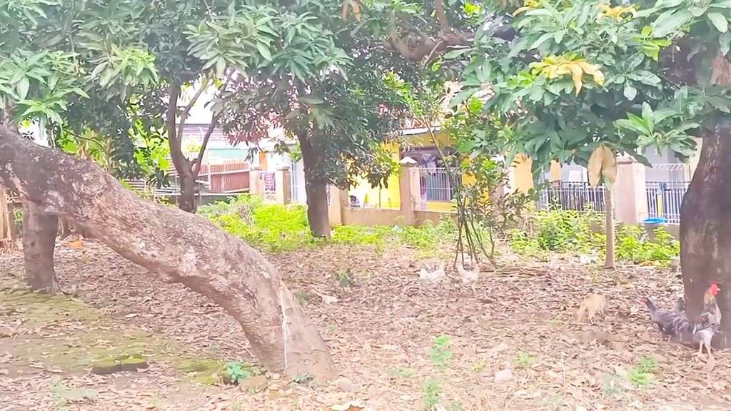 10 Potret Rumah Pangerang Dangdut Abiem Ngesti Terbengkalai 26 Tahun, Dulu Mewah Kini Jadi Kandang Ayam