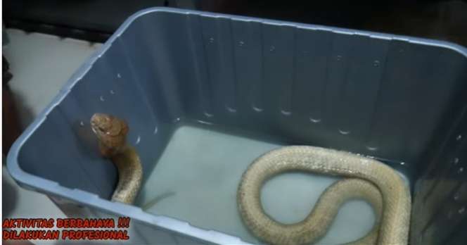 Aksi Panji Petualang Mandikan Ular King Kobra Goldhi, Salfok Warna Kulitnya!