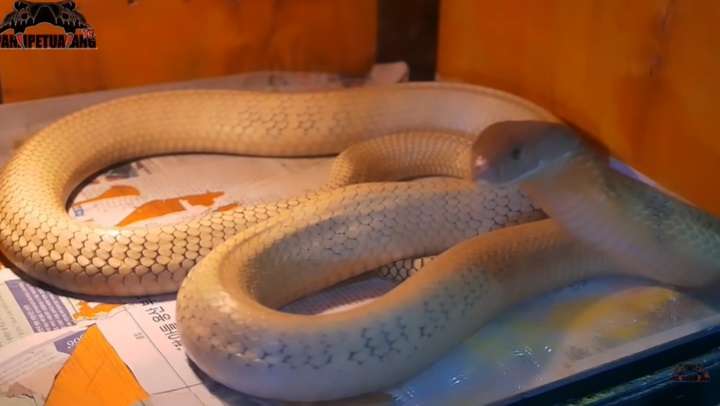 Aksi Panji Petualang Mandikan Ular King Kobra Goldhi, Salfok Warna Kulitnya!