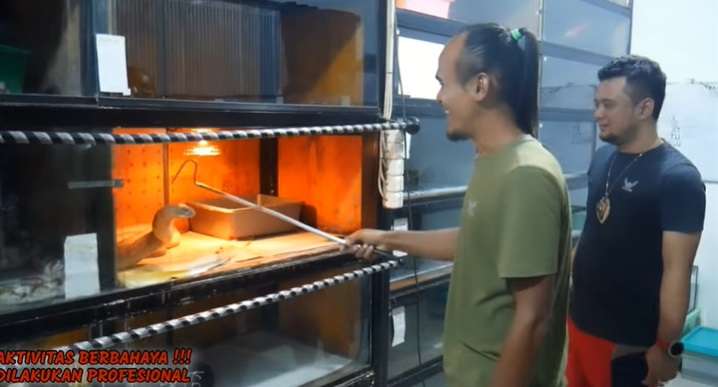 Aksi Panji Petualang Mandikan Ular King Kobra Goldhi, Salfok Warna Kulitnya!