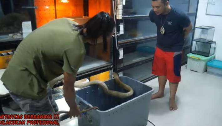 Aksi Panji Petualang Mandikan Ular King Kobra Goldhi, Salfok Warna Kulitnya!