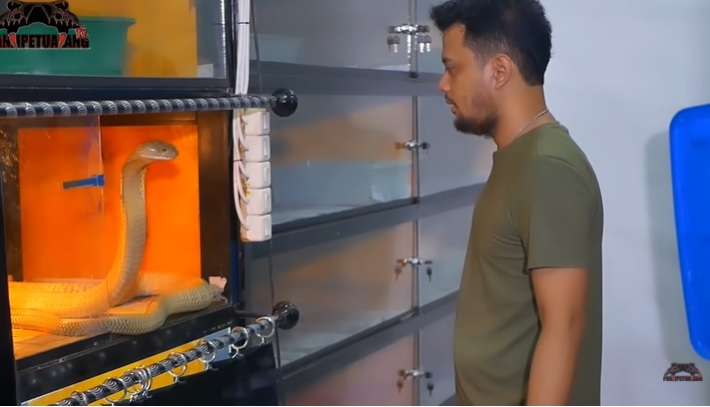 Aksi Panji Petualang Mandikan Ular King Kobra Goldhi, Salfok Warna Kulitnya!