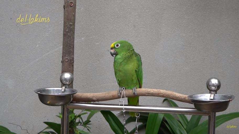 10 Potret Mini Zoo Milik ‘Sultan’ Gilang Juragan99, Keren Banget Ada Taman Bunga Luas!
