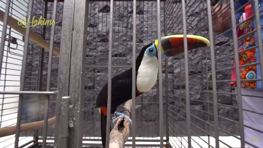 10 Potret Mini Zoo Milik ‘Sultan’ Gilang Juragan99, Keren Banget Ada Taman Bunga Luas!