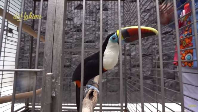 10 Potret Mini Zoo Milik ‘Sultan’ Gilang Juragan99, Keren Banget Ada Taman Bunga Luas!