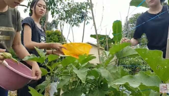 Potret Keseharian Gadis Suku Dayak, Jago Olah Sayur Jadi Makanan Populer!