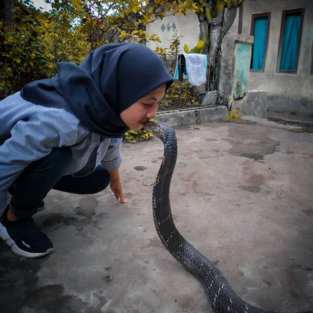 Ingat Aulia Khairunnisa, Gadis Cantik yang Viral Dicium King Kobra 4 Meter? Tak Tersorot, Kabarnya Kini Bikin Kaget