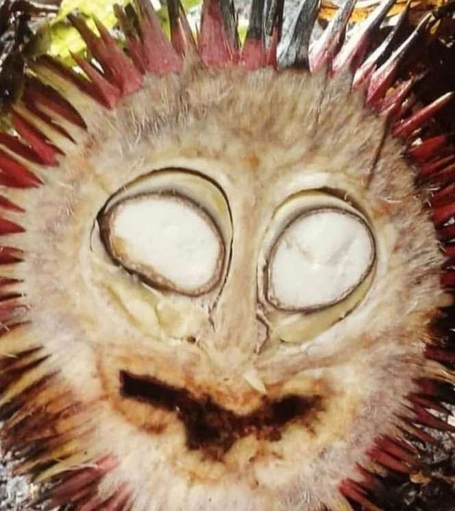10 Penampakan Mirip Benda Nyeleneh Ini Bikin Mikir Keras!