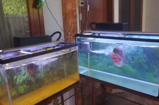 10 Potret Kondisi Rumah Opie Kumis yang Jarang Tersorot, Banyak Kandang Hewan!