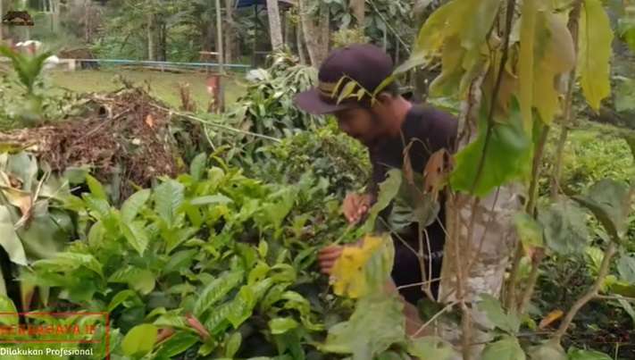 10 Momen Nekat Pawang Asal Indramayu Taklukan Ular Berbisa Penghuni Villa, Aksinya Bikin Bergidik!