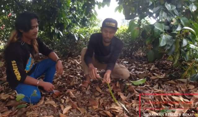 10 Momen Nekat Pawang Asal Indramayu Taklukan Ular Berbisa Penghuni Villa, Aksinya Bikin Bergidik!
