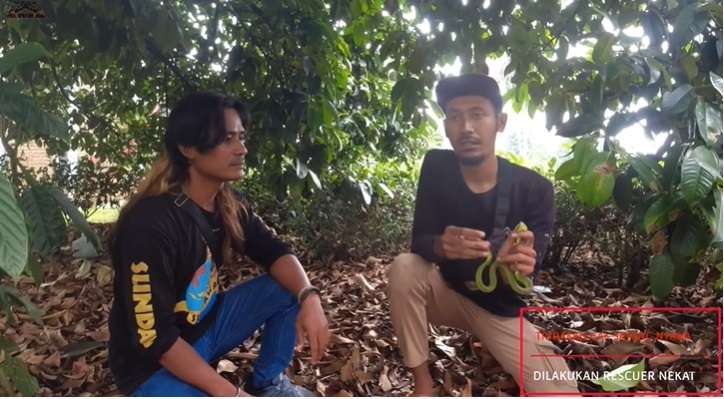 10 Momen Nekat Pawang Asal Indramayu Taklukan Ular Berbisa Penghuni Villa, Aksinya Bikin Bergidik!