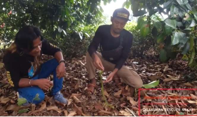 10 Momen Nekat Pawang Asal Indramayu Taklukan Ular Berbisa Penghuni Villa, Aksinya Bikin Bergidik!