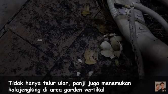 10 Potret Sarang Ular di Rumah Baim Wong yang Ditemukan Panji, Ternyata Banyak, Ngeri Banget!
