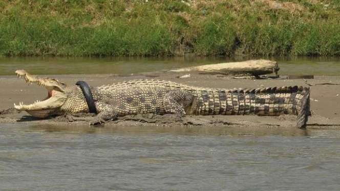 8 Potret Penyelamatan Buaya 'Legendaris' Berkalung Ban di Palu, si Raksasa 6 Meter Kembali ke Rumahnya!