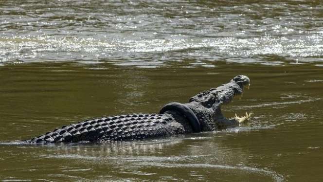 8 Potret Penyelamatan Buaya 'Legendaris' Berkalung Ban di Palu, si Raksasa 6 Meter Kembali ke Rumahnya!