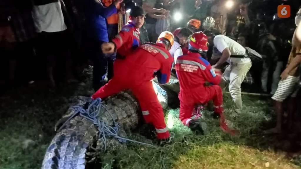8 Potret Penyelamatan Buaya 'Legendaris' Berkalung Ban di Palu, si Raksasa 6 Meter Kembali ke Rumahnya!