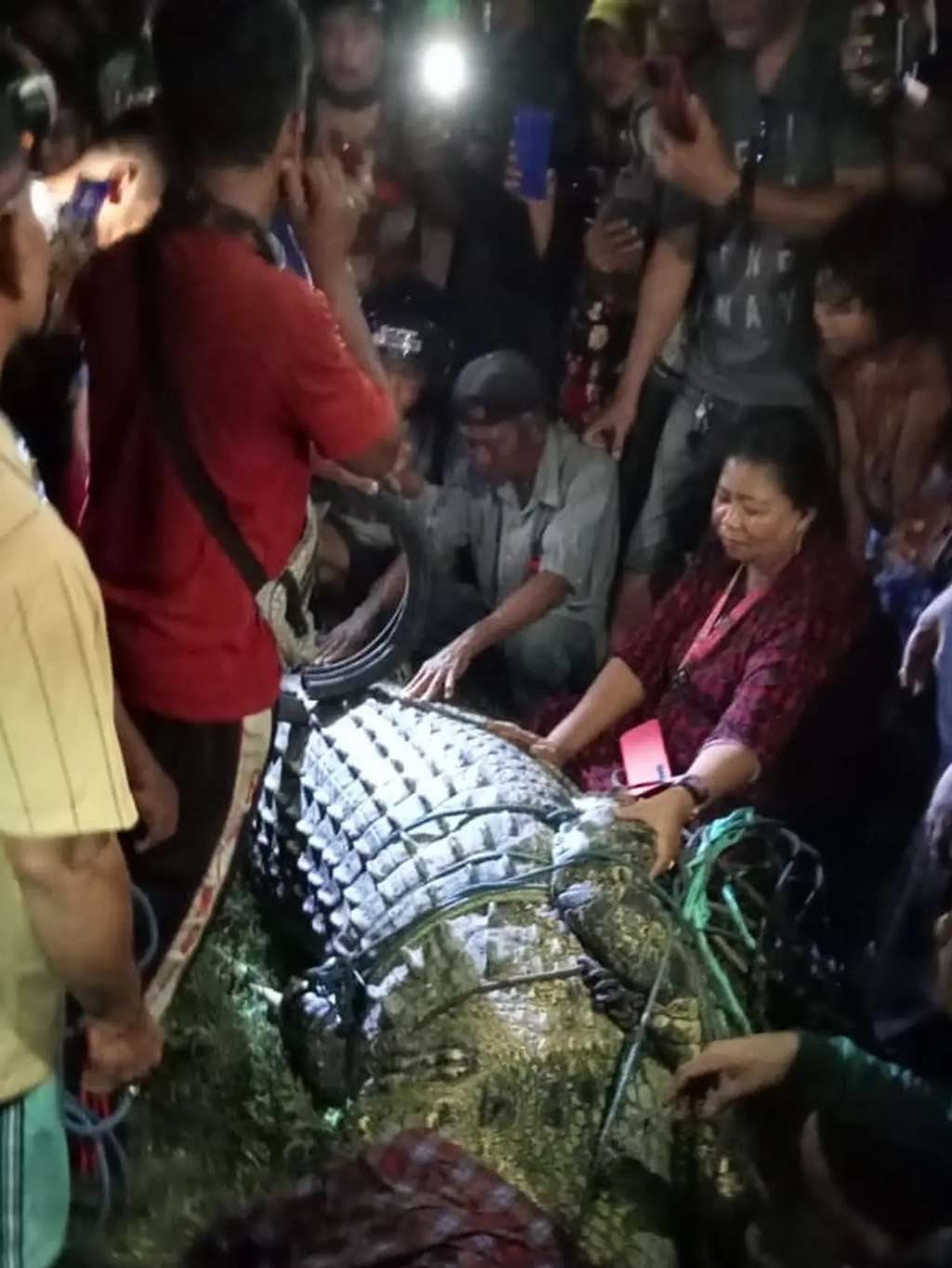 8 Potret Penyelamatan Buaya 'Legendaris' Berkalung Ban di Palu, si Raksasa 6 Meter Kembali ke Rumahnya!