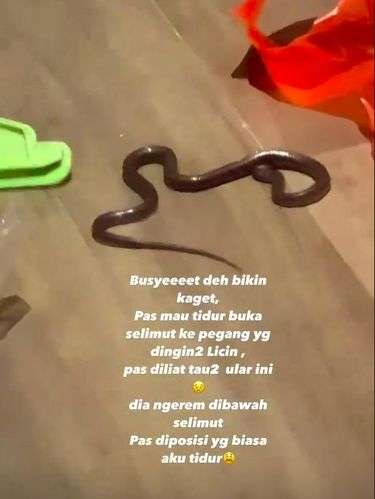 7 Potret Lidya Kandou Syok Temukan Ular di Selimut Tempat Tidur, Ukurannya Bikin Bergidik!