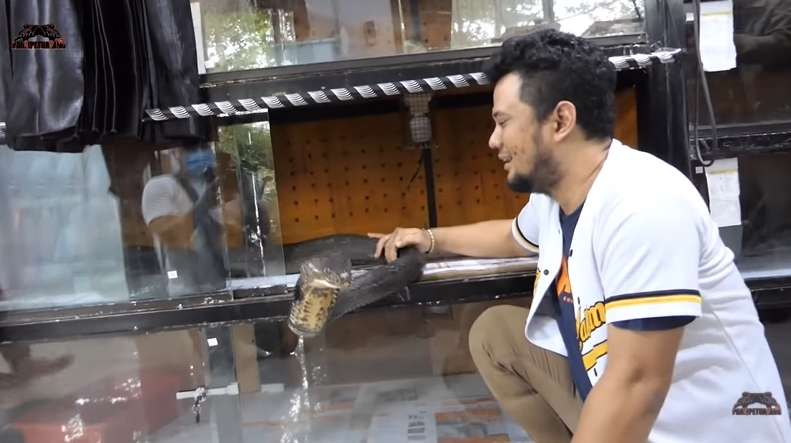 10 Potret Panji Petualang Nyaris Digigit King Kobra Garaga, Baim Wong Langsung Panik!