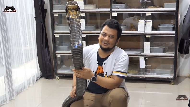10 Potret Panji Petualang Nyaris Digigit King Kobra Garaga, Baim Wong Langsung Panik!