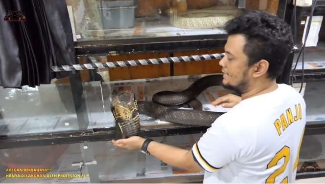 10 Potret Panji Petualang Nyaris Digigit King Kobra Garaga, Baim Wong Langsung Panik!