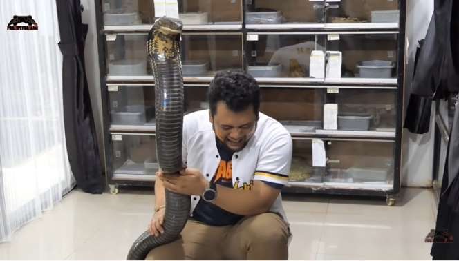 10 Potret Panji Petualang Nyaris Digigit King Kobra Garaga, Baim Wong Langsung Panik!